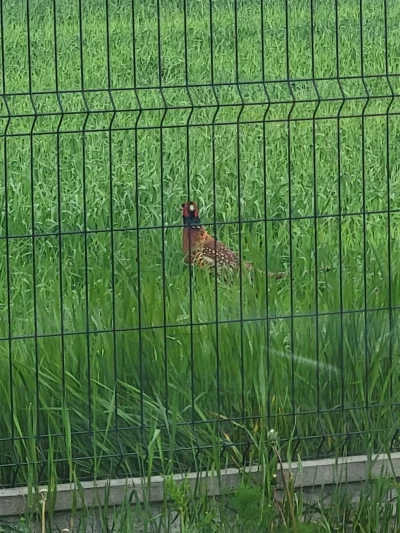 magic_johnson - W ogóle zapomniałem się pochwalić, że jak jadłem śniadanie, to taki j...
