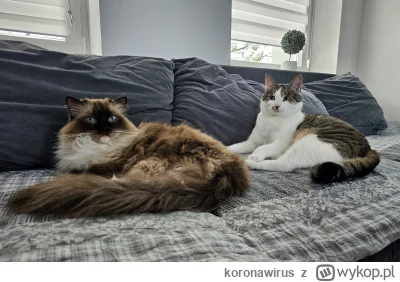 koronawirus - Wszędzie za mną chodzą i się przytulają XD Jak ja kocham te kotki. Małg...