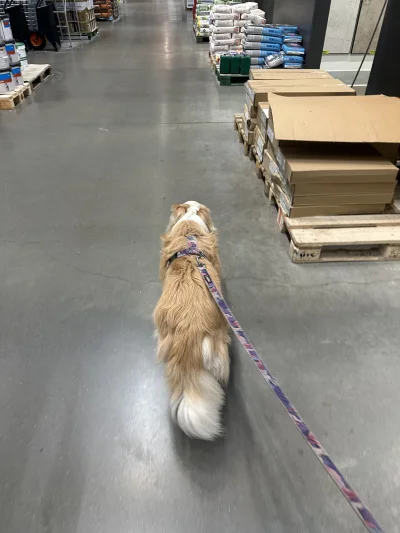 o__0 - W Obi, no bo gdzie ( ͡° ͜ʖ ͡°) #pokazpsa #psiarze