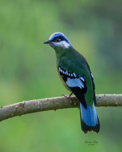 Lifelike - Liliogłów zielony (Cochoa viridis)
Autor
#photoexplorer #fotografia #ornit...