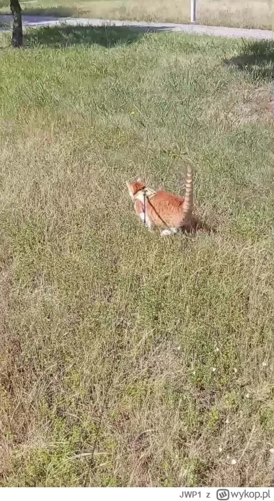 JWP1 - Klakiera trochę poniosło dzisiaj XD
#koty
#pokazkota
#kotnasmyczy