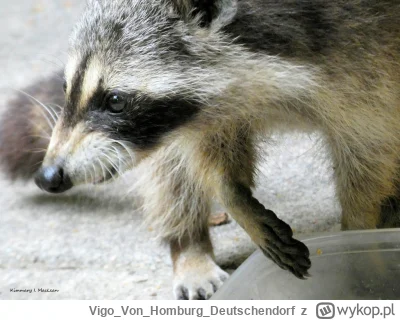 VigoVonHomburg_Deutschendorf - #szopeknadzis