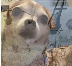 nupeq - Pimpek po 4h ciągłego dzwonienia do drzwi