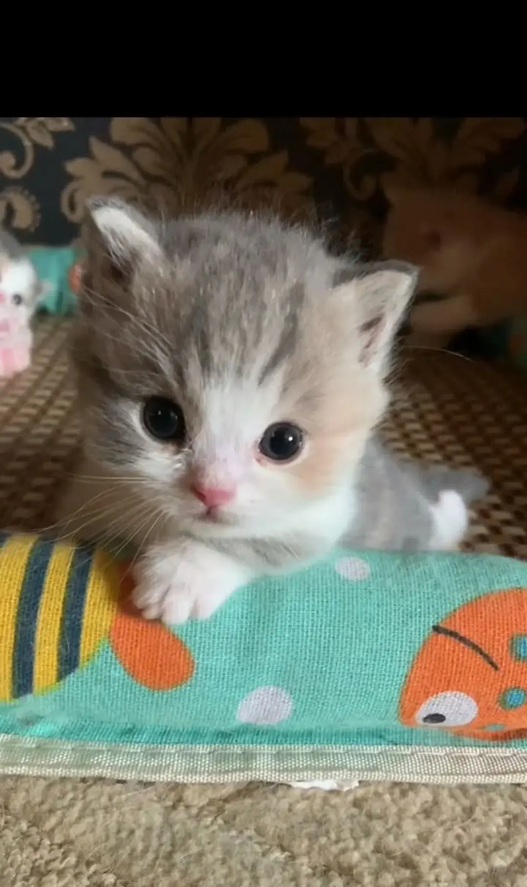 wfyokyga - Bubu typu smol