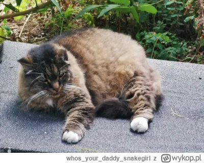 whosyourdaddy_snakegirl - #kot #kitku #koty #koteczkizprzypadku #kitkuzprzypadku