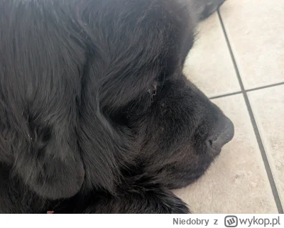 Niedobry - #pokazpsa #smiesznypiesek

Sobotka leniwa dla niego... (｡◕‿‿◕｡)