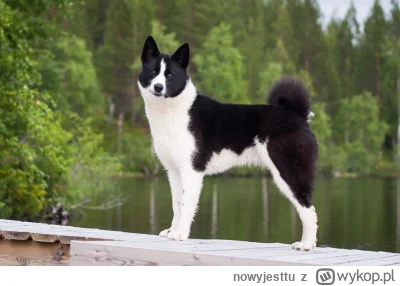 nowyjesttu - Karelski Pies na Niedźwiedzie (fin. Karjalankarhukoira) to rasa psów ze ...
