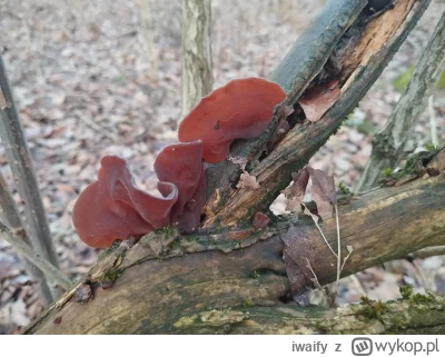iwaify - Uszaki bzowe sezon w pełni #grzybobranie #grzyby #grzybiarze