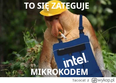 Tacocat - #intel #heheszki