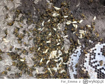 For_Emma - @eklektyczny: