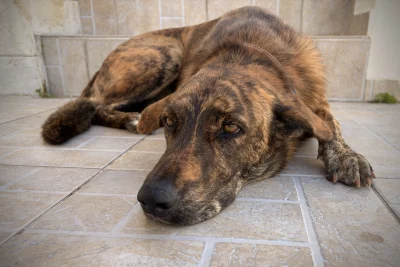 asdfghjkl - Pewnie rozmyśla kogo by tu zagryźć #manolina #smiesznypiesek