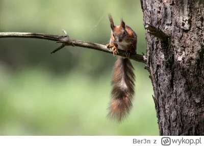 Ber3n - #zwierzaczki #tworczoscwlasna #fotografia