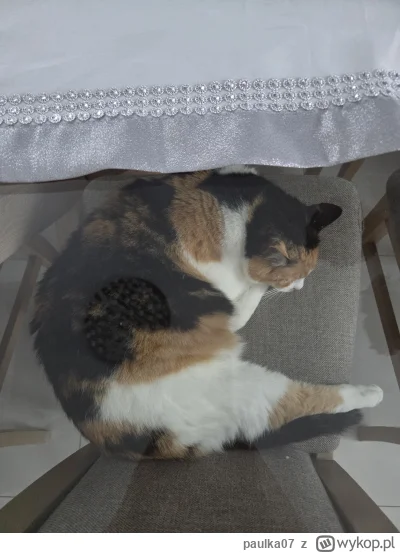 paulka07 - @Pietruchoowy: kłamiesz, bo śpi na krześle ( ͡° ͜ʖ ͡°)