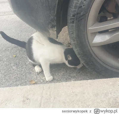 seniorwykopek - #greckiekotki #koty #kitku #koteczkizprzypadku
kotoserwis opon