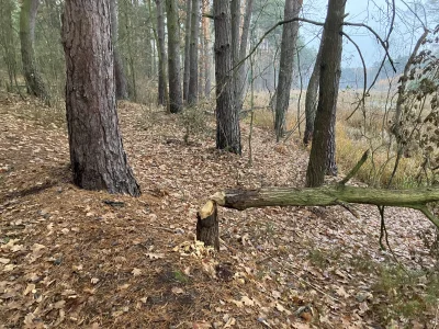 ChlopoRobotnik2137 - I komu to przeszkadzało? Drzewo sobie rosło i przyszedł jakiś ur...
