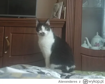 Alavandares - Kici seniorce wolno plusika (｡◕‿‿◕｡) #pokazkota #koty