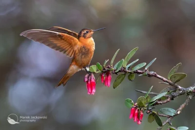 Lifelike - Iskrzyk promienny (Aglaeactis cupripennis)
Autor
#photoexplorer #fotografi...