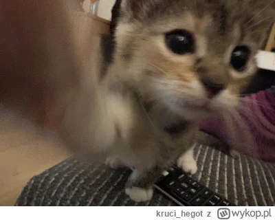 kruci_hegot - #pokazkota #suziq #koty
już tak urosła że selfiki robi