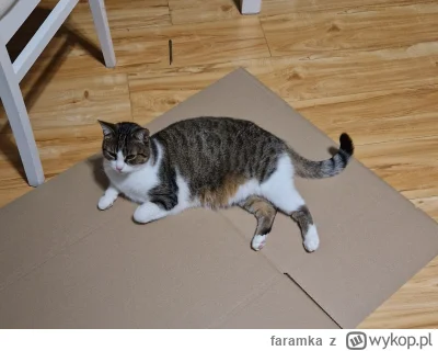 faramka - @albanskiwirus: ODDAWAJ MOJEGO SZELDONA