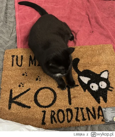 Lililijka - #lilikotki #pokazkota #koty #kitku