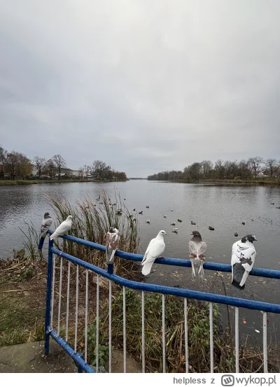 helpless - Gołębie i kaczki. 
#spierdotrip