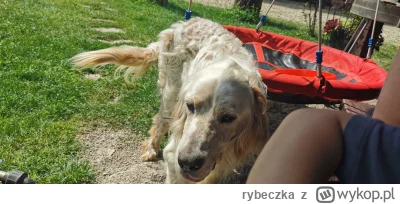 rybeczka - Lary dochodzi do zdrowia :)

#pies #pokazpsa #lary