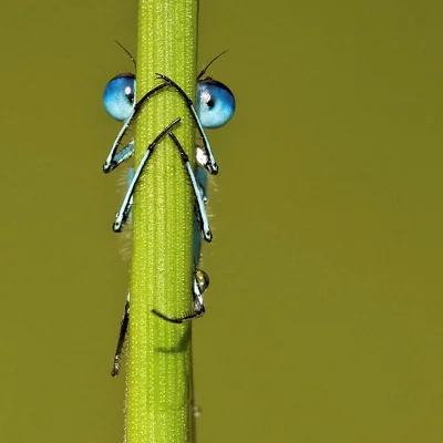 Apaturia - Patrzy się (ʘ‿ʘ)

Podobnie jak większość owadów, ważki mają oczy złożone, ...