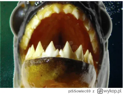 piSSowiec69 - @WieslawChoinski: 
Chyba uśmiech typu pirania xD