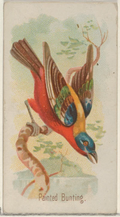 Loskamilos1 - Karta numer 14, łuszczyk wielobarwny, mały ptaszek z rodziny kardynałów...
