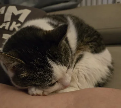 Solsith - #pokazkota #spaslak dzień trzeci diety(╥﹏╥)