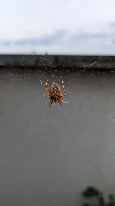 Owlosiaty-Dzik - Jakie imię dla pająka bo mi się wprowadził 

#pytanie #pytaniezdupy ...