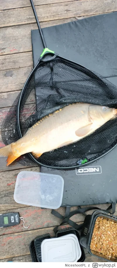 NiceshootPL - #wedkarstwo taki karpik 65cm wpadł dzisiaj. Nie jest dobrze, co prawda ...