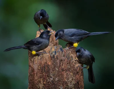 Lifelike - Goleńczyk ciemny (Atlapetes tibialis)
Autor
#photoexplorer #fotografia #or...