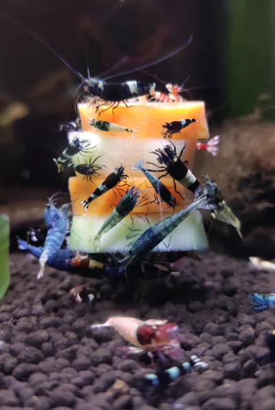 Fishuur - @simpiara: