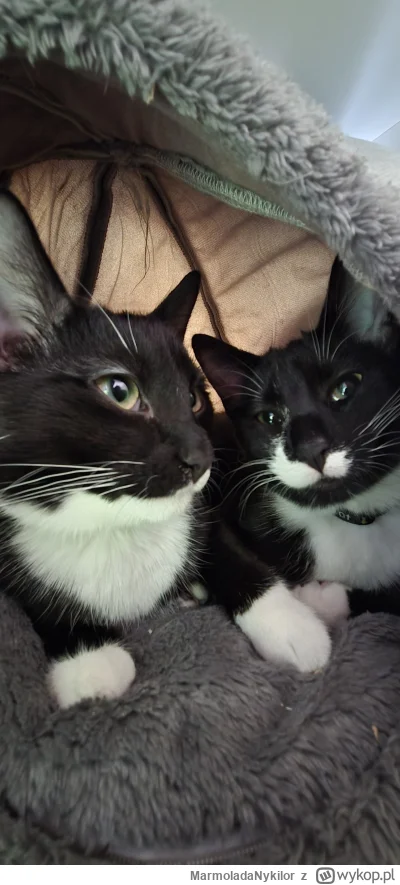 MarmoladaNykilor - @MarmoladaNykilor: