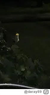 daray89 - #codziennykotopetany #dziwnekotki