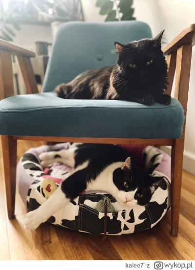 kalee7 - Sobota zostanie spędzona na kocim łóżku piętrowym ʕ•ᴥ•ʔ ᶘᵒᴥᵒᶅ #pokazkota #ko...