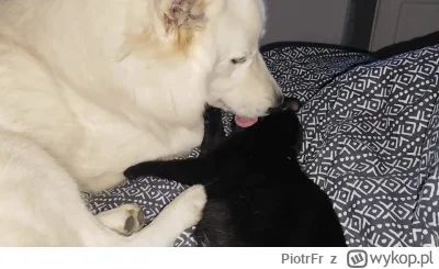 PiotrFr - Może i czarny ale wychowuje jak swoje

#zwierzaczki #psy #koty