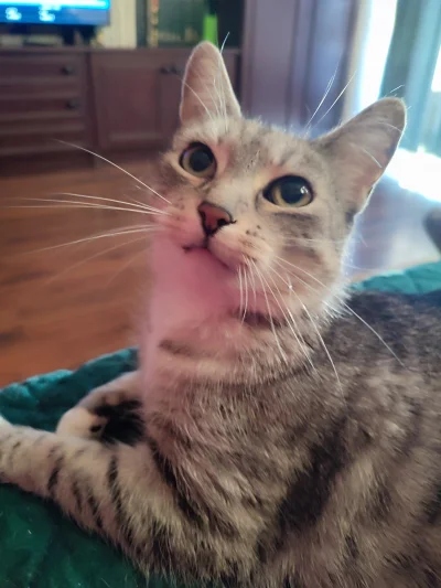 melancholijna_marchewka - #pokazkota #koty #kot