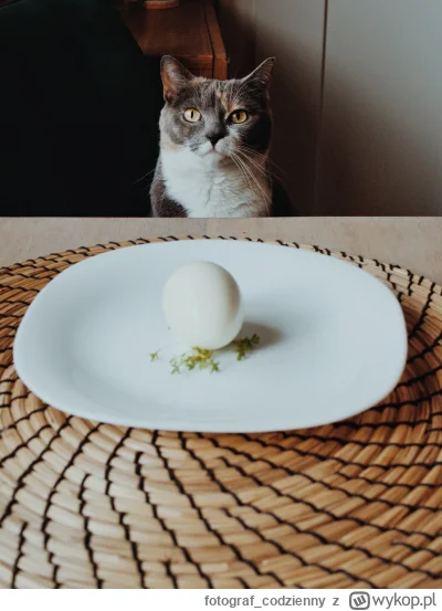 fotograf_codzienny - Wielkanocne kitku z jajem.

#pokazkota #kot #kotnadzis #mojezdje...