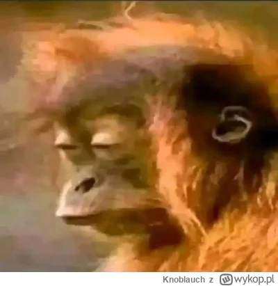 Knoblauch - #raportzpanstwasrodka