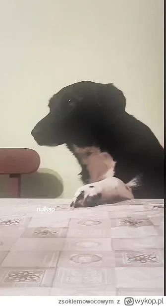 zsokiemowocowym - Weź łapę ze stołu