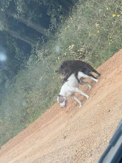 usunelisciemikonto - Pitt Bull co tak milczysz? Już nie jesteś taki gengsta? 

#hehes...