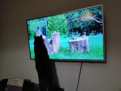 Kotouak - @Ziom166: ja mam telewizor, żeby puszczać kotom programy kulinarne