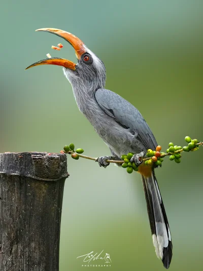 Lifelike - Dzioborożec szary, toko szary (Ocyceros griseus) [samiec]
Autorka
#photoex...