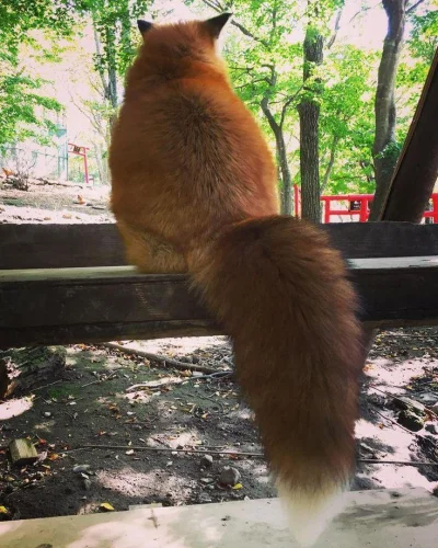 Zarathax - #lisek #zwierzaczki