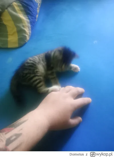 Domelus - #pokazkota Mały ma miesiąc i już mi się wylosował.