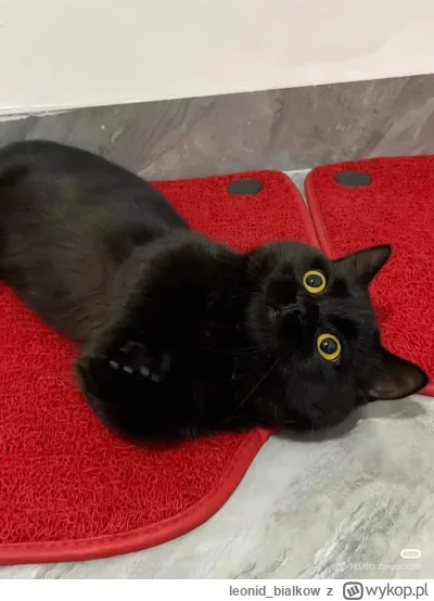 leonid_bialkow - @nasser: o kurna