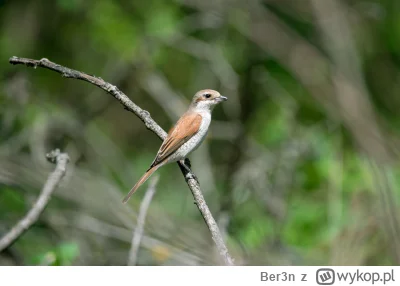 Ber3n - Nowy do kolekcji. Póki co dopiero robię i jeszcze mało które rozpoznaję, więc...
