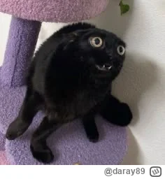 daray89 - #codziennykotopetany #dziwnekotki